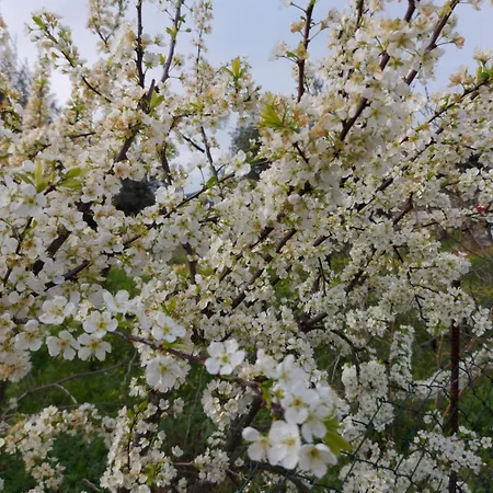 Coracao D'ouro Torre De Moncorvo