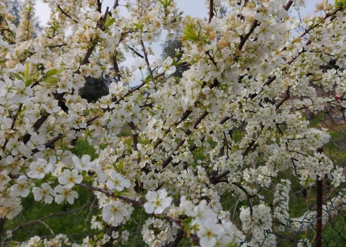 Coracao D'ouro Torre De Moncorvo