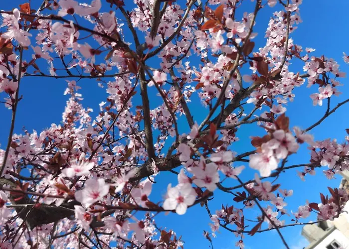 ベッド・アンド・ブレックファスト Coracao D'ouro 3*